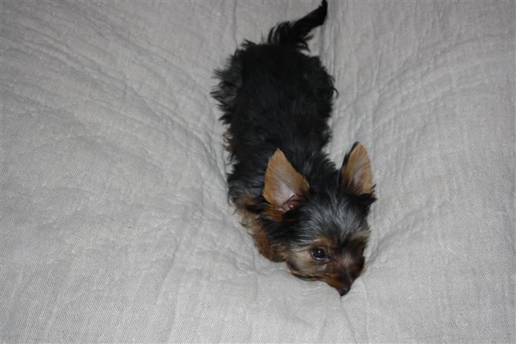 Yorkshire terrier Gnejs - Lige om lidt springer jeg frem...er det ikke sjovt? billede 6