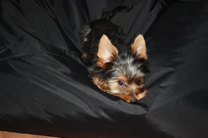 Yorkshire terrier Gnejs - Det er livet at ligge i min fat boy...men jeg kan også li´at bide i den og det må jeg ikke, så jeg har en anden kurv billede 7