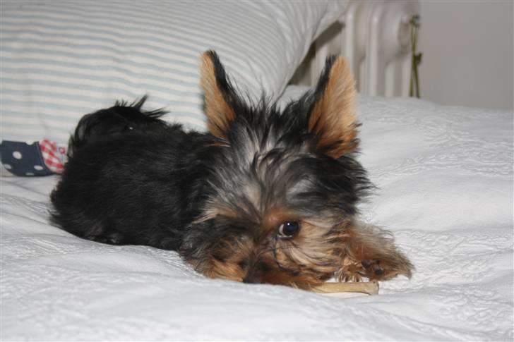 Yorkshire terrier Gnejs - Hva´så? billede 8