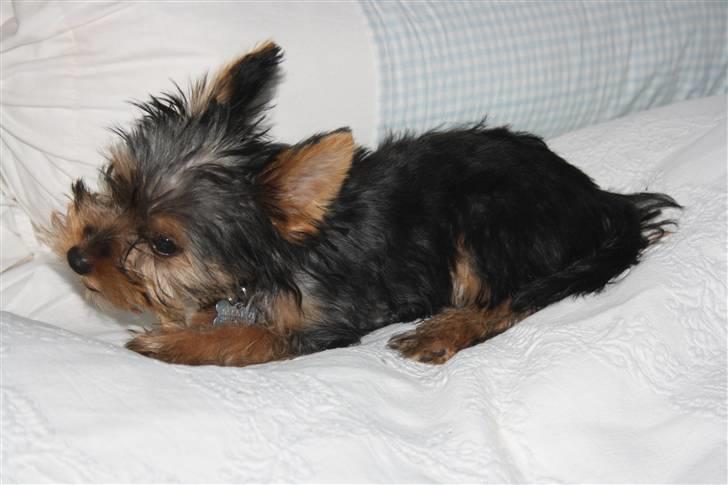 Yorkshire terrier Gnejs - Tygge..tygge...tygge billede 9