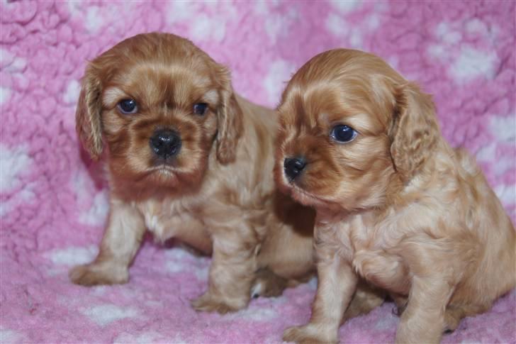 Cavalier king charles spaniel Zoe billede 7