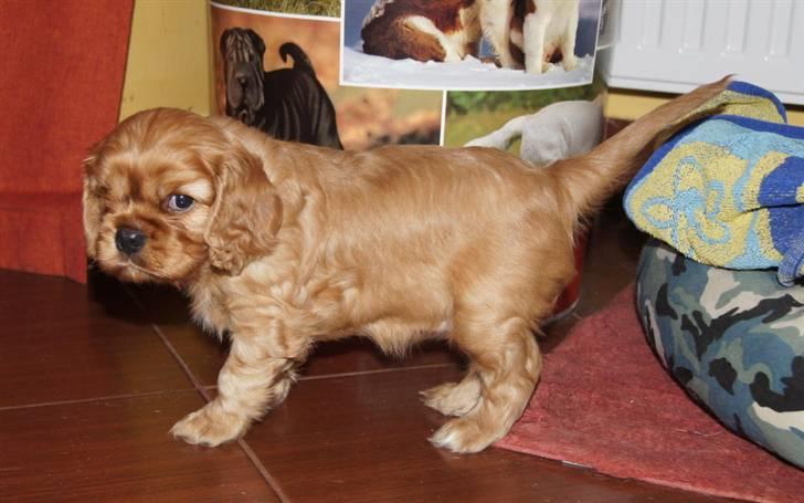 Cavalier king charles spaniel Zoe billede 8