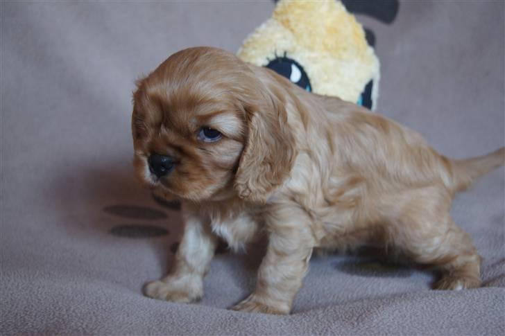 Cavalier king charles spaniel Zoe billede 9