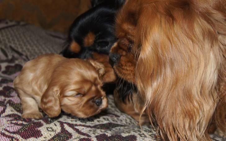 Cavalier king charles spaniel Zoe billede 10