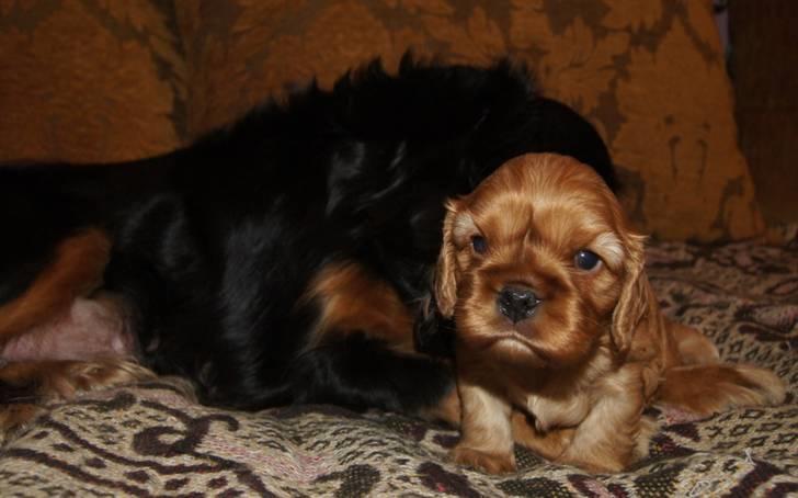 Cavalier king charles spaniel Zoe billede 11