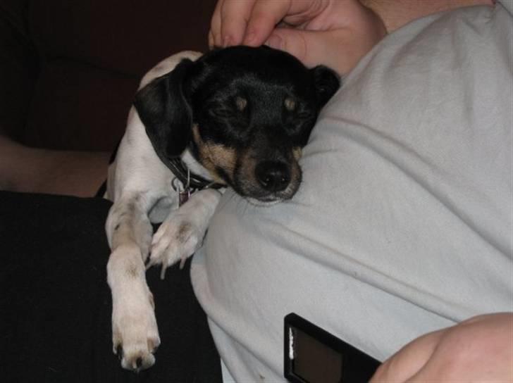 Dansk svensk gaardhund Kika - Jeg ta´r mig lige en lur ved far... billede 14