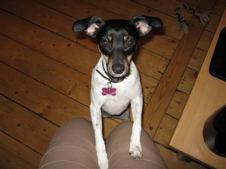 Dansk svensk gaardhund Kika - Det er da vist det man kalder for flyve-ører... billede 16