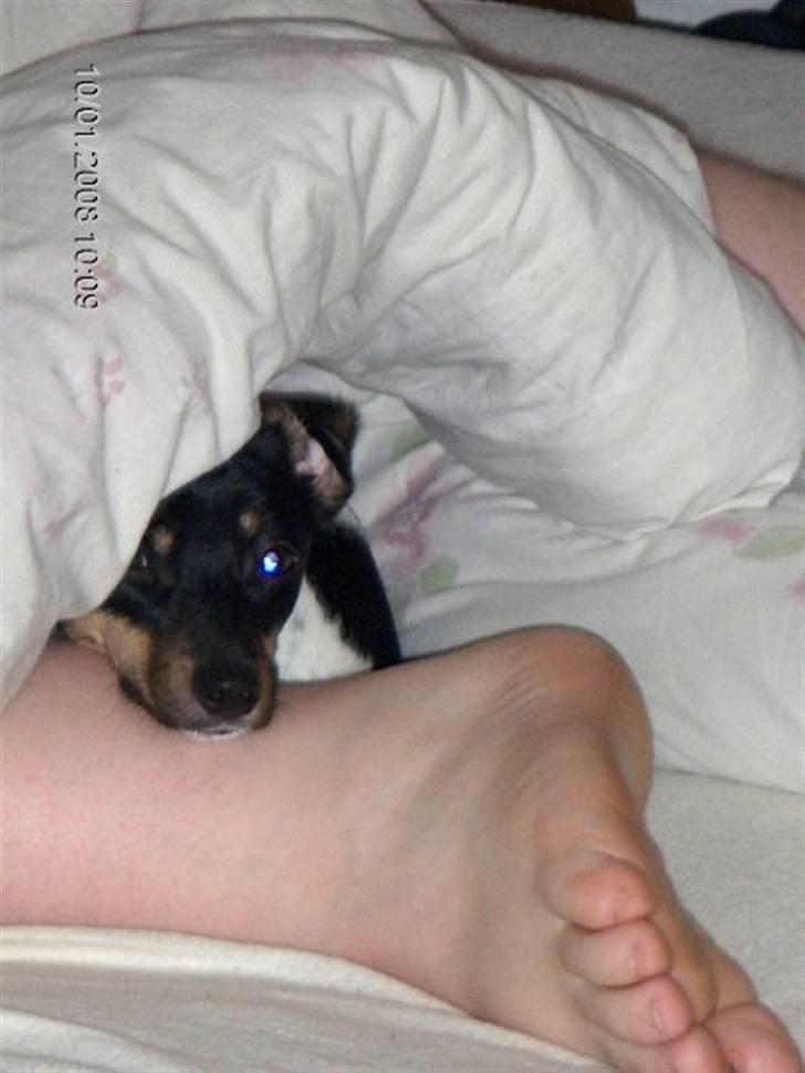 Dansk svensk gaardhund Kika - Her sover jeg sammen med min far! billede 19