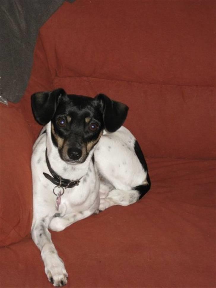 Dansk svensk gaardhund Kika - Vores kvikke lille Kika billede 20
