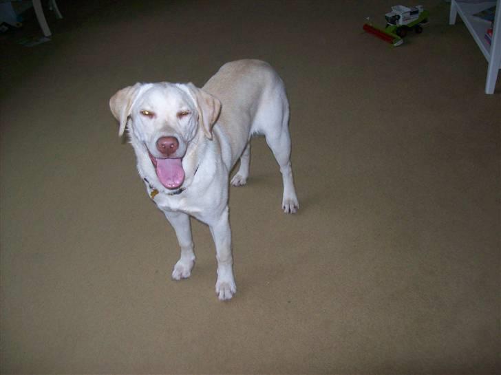 Labrador retriever Tulle <3 R.I.P ;( - skønne hund ! <3  billede 5