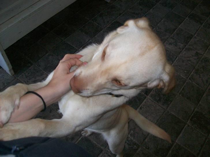 Labrador retriever Tulle <3 R.I.P ;( billede 6