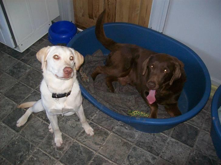 Labrador retriever Tulle <3 R.I.P ;( - Sambo og Tulle :* <3  billede 9