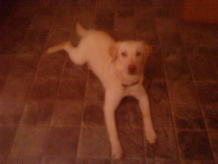 Labrador retriever Tulle <3 R.I.P ;( billede 10