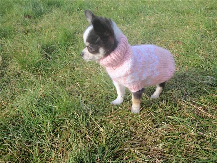 Chihuahua Coco Casanova - i min nye trøje som vi har fået strikket af Joan her inde fra HG :) billede 13