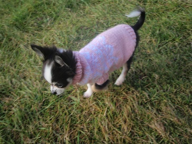 Chihuahua Coco Casanova - i min nye trøje som vi har fået strikket af Joan her inde fra HG  billede 14