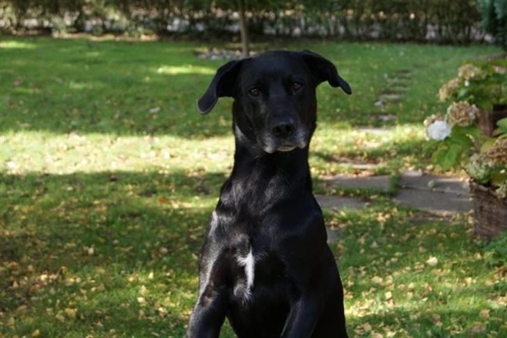 Blanding af racer Nala billede 1