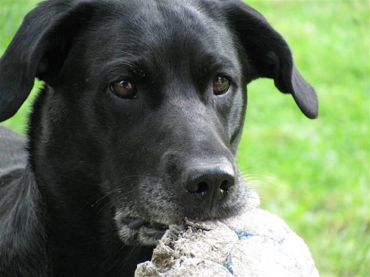 Blanding af racer Nala billede 17