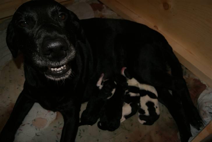 Blanding af racer Nala - Fødsel d.6/1 2011 billede 10