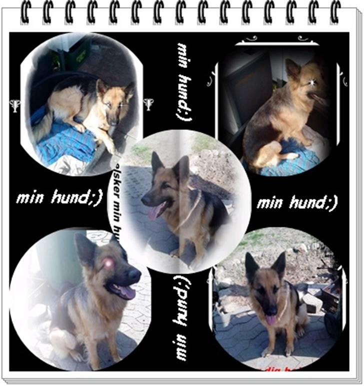 Schæferhund heilly billede 16