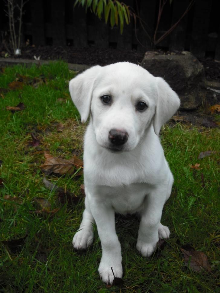 Blanding af racer Popcorn :-) - Uskyldige Popcorn :-) billede 1