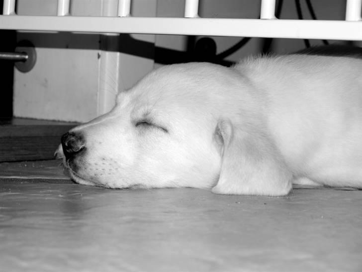 Blanding af racer Popcorn :-) billede 2