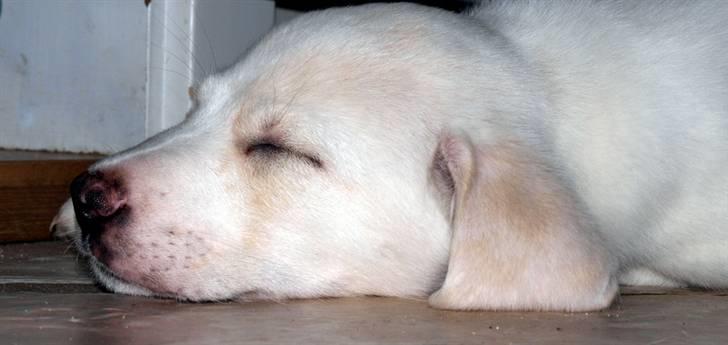 Blanding af racer Popcorn :-) - Tiltrængt med noget søvn :-) billede 3