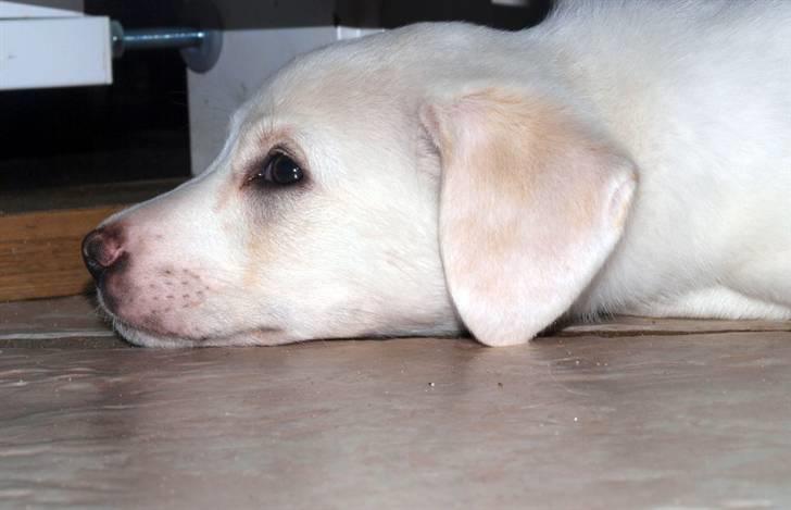 Blanding af racer Popcorn :-) - Hvad er nu det der blitzer hele tiden? :-) billede 4