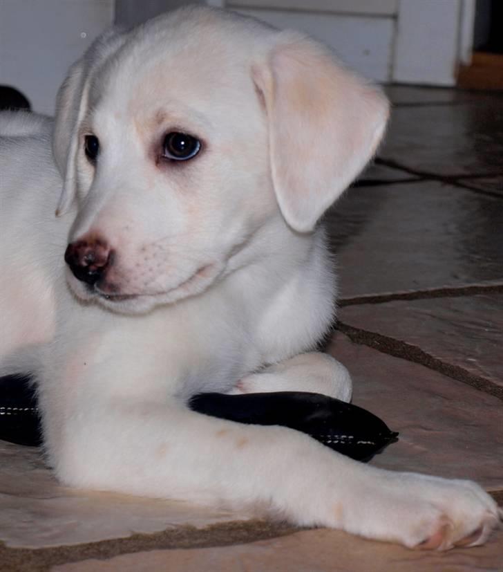 Blanding af racer Popcorn :-) billede 5