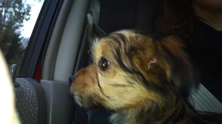 Blanding af racer Cookie - Den første køretur på vej hjem. billede 2