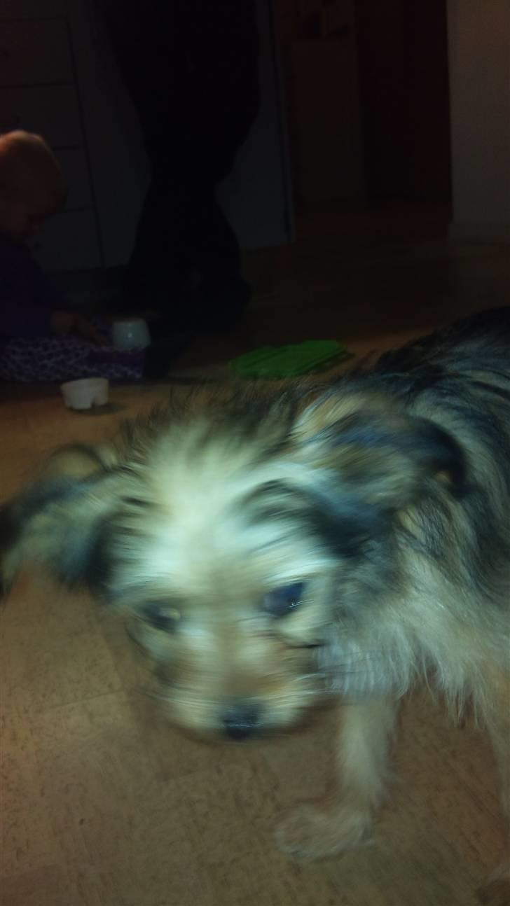 Blanding af racer Cookie billede 4