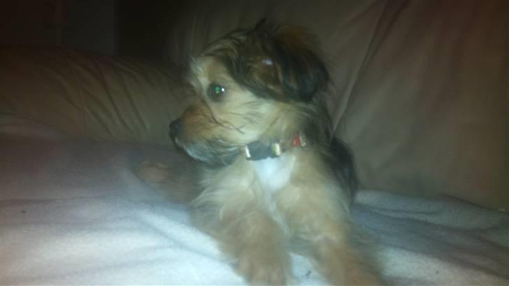 Blanding af racer Cookie - Cookie´s hjørne i sofaén. billede 5