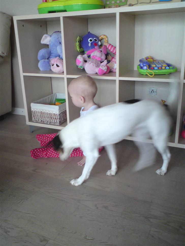 Blanding af racer Tøsen - Gad vide om noget af hendes legetøj kan bruges billede 2