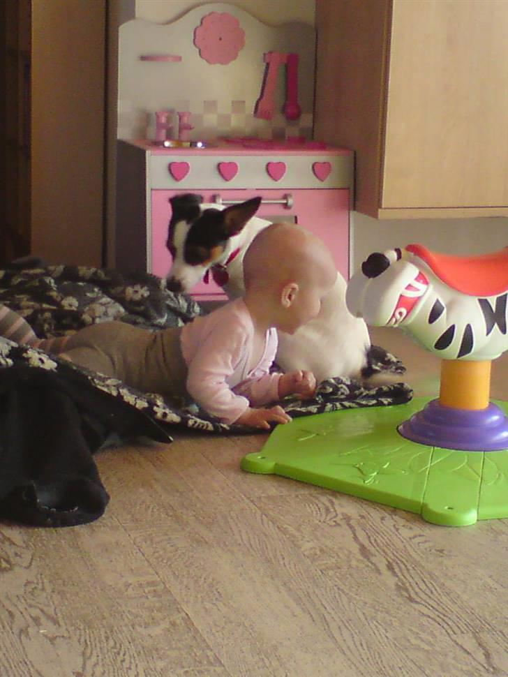 Blanding af racer Tøsen billede 3