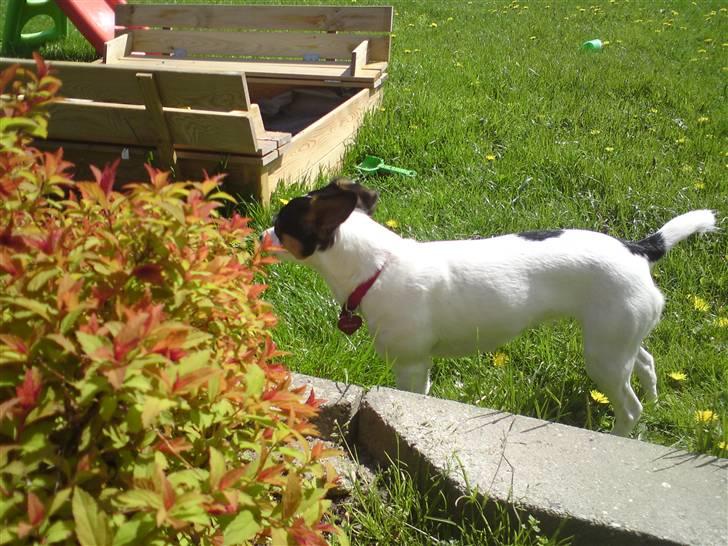 Blanding af racer Tøsen billede 4