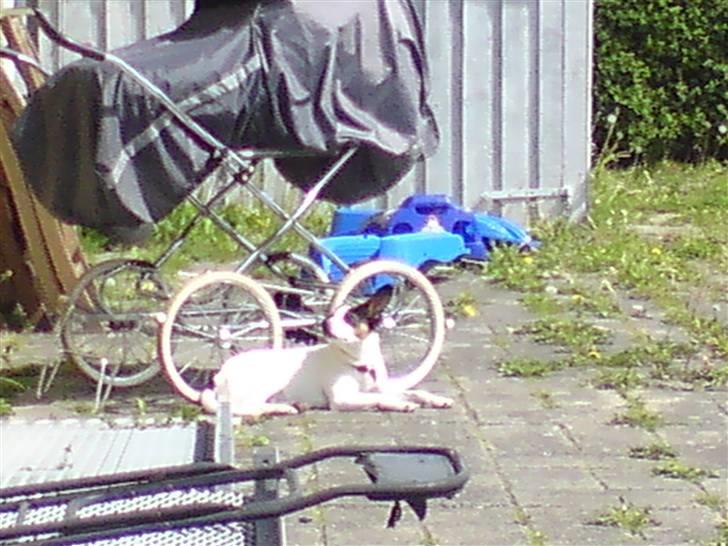 Blanding af racer Tøsen - Her har hun ligget mange timer billede 5