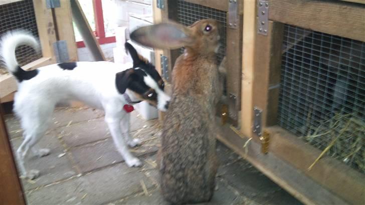 Blanding af racer Tøsen - Den bedste legekammerat er Palle billede 6