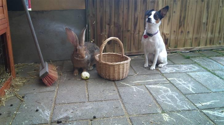 Blanding af racer Tøsen - Vi sidder så pænt, godbid kom nu billede 7