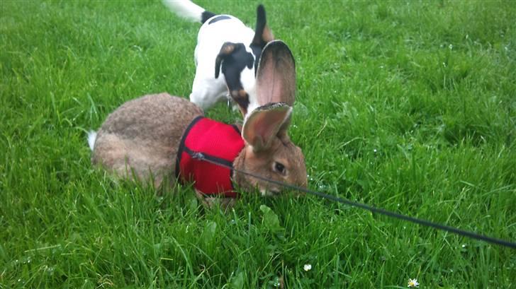 Blanding af racer Tøsen - Dejligt ude at gå tur i haven billede 8