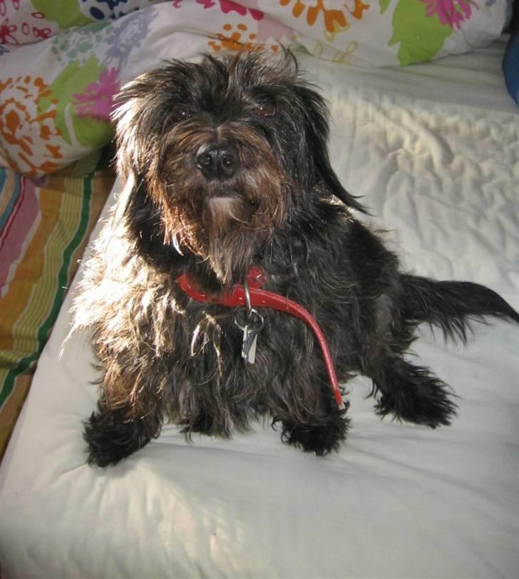 Blanding af racer Molly. billede 14