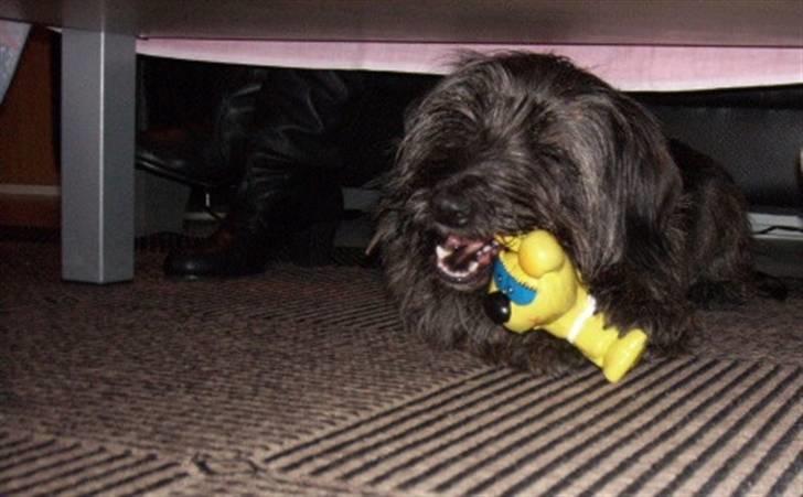 Blanding af racer Molly. - Farvel og tak for denne gang. - Nu vil jeg lege med mit pivedyr i fred. :-) billede 19