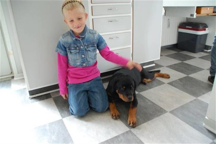 Rottweiler Coopzig Mizzy  billede 8