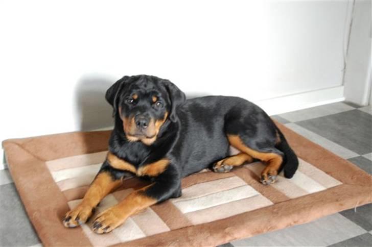 Rottweiler Coopzig Mizzy  billede 9