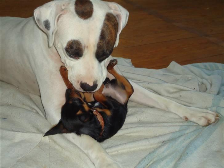 Blanding af racer Kia - Kia leger med sin lille kæreste ;) Amstaffen Cabone billede 7