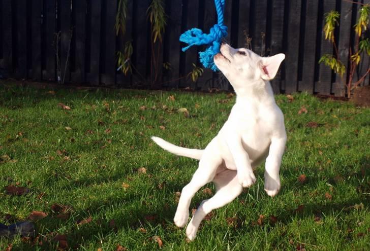 Blanding af racer Popcorn :-) - Leg i haven :-) billede 6