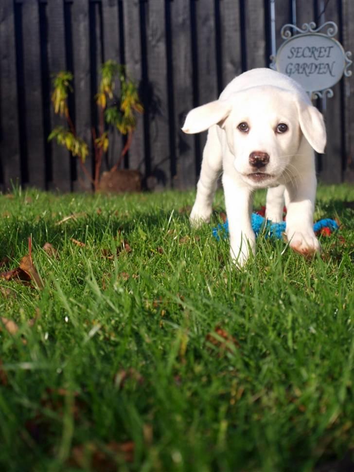 Blanding af racer Popcorn :-) - Fuld fart mod fotografen ;-) billede 7