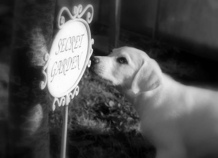 Blanding af racer Popcorn :-) - Nysgerrige Popper :-) billede 8