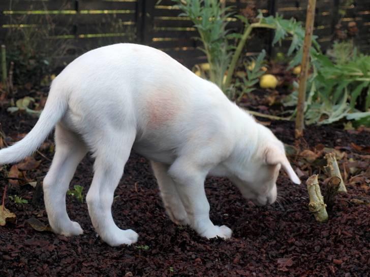 Blanding af racer Popcorn :-) - På opdagelse i haven :-) billede 9