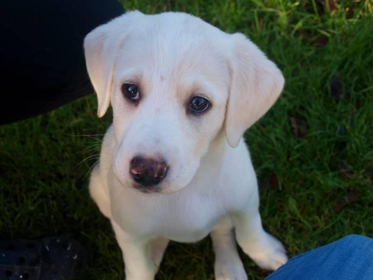 Blanding af racer Popcorn :-) billede 10