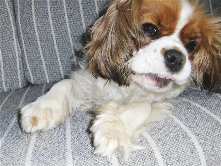 Cavalier king charles spaniel Max billede 6