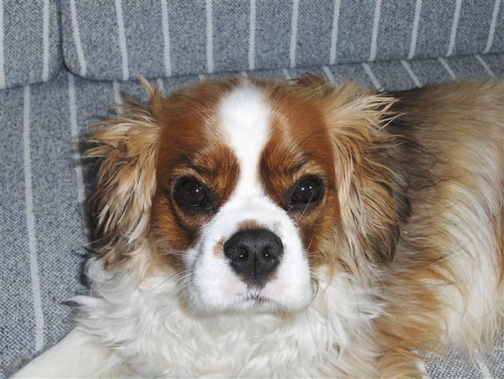 Cavalier king charles spaniel Max billede 7